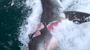 在疯狂的攻击中，两只大白鲨相互咬出巨大的肉块
