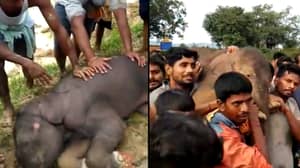 村民们携带100公斤的婴儿大象，濒临崩溃到安全
