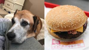 汉堡王为身患绝症的狗狗提供免费汉堡