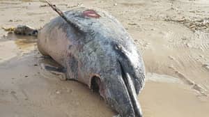 当地人担心鲨鱼可能会缠扰英国海岸，因为发现了一半的海豚被洗净了