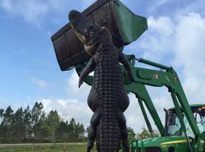 猎人发现了15英尺长的巨型食牛短吻鳄