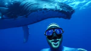 潜水员用巨大的鲸鱼一生捕获一次自拍照