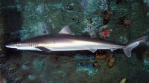 澳大利亚海鲜爱好者敦促停止购买“剥落”以保护鲨鱼
