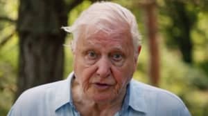 David Attenborough警告我们的星球是“面临危机”