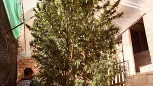 在西班牙警察扣押的16英尺高的大麻植物后被捕