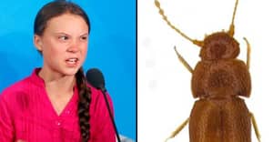 格雷塔·敦伯格（Greta Thunberg）有科学家以她​​命名的新甲虫