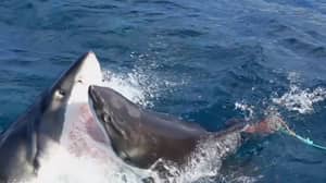 令人难以置信的剪辑显示鲨鱼攻击另一个鲨鱼