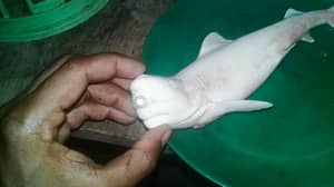 渔夫抓住白化动物婴儿鲨只有一只眼睛