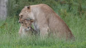 当狮子队在苏格兰野生动物园杀死猴子时，游客观看恐怖