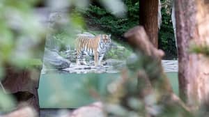 Zookeeper被西伯利亚老虎杀死在瑞士动物园苏黎世