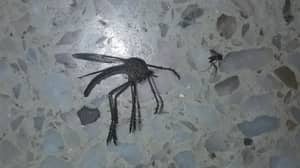 与jumanji的东西相比，巨型'蚊子'拍摄于阿根廷