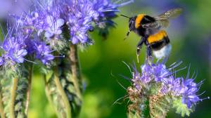 美国大麻生产的增加是为蜜蜂提供“独特的花卉资源”