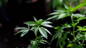 根据专家的说法，英国可以在五年内使大麻合法化