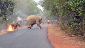 令人不安的婴儿大象图像在火上赢得野生动物摄影奖