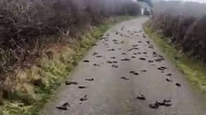 数百只死鸟神秘地落下了乡村车道的天空和土地