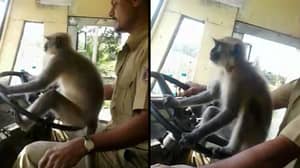 在让猴子乘坐车轮后正在调查巴士司机