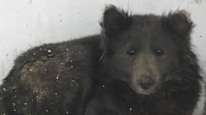 人们无法解决俄罗斯在俄罗斯发现的动物是狗还是熊
