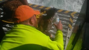 渔民救援袋鼠发现了几公里到海