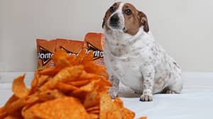 狗在俗气的Doritos上滚动到几乎双重正常重量
