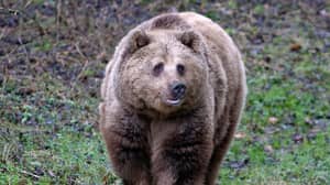 在逃避围栏后，两个棕熊在动物园射击和杀害