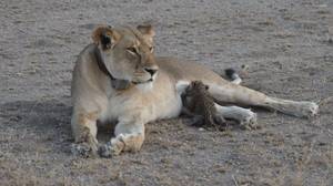 这是母狮护士一只豹子宝宝的心灵
