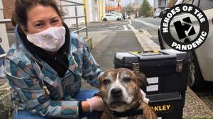 兽医在街道上为数百名无家可归的人的宠物提供护理