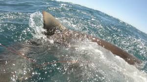 视频捕获鲨鱼几乎咬了青少年的手，同时留下矛