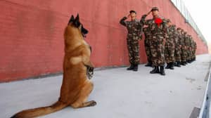 当它的指导手退休时，军犬站起来“敬礼”