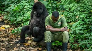 摄影师捕捉可爱的时刻，大猩猩拥抱她的守护者