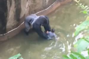 4岁后，大猩猩在辛辛那提动物园射击死亡
