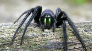 英国布里斯托尔一名女子被“德古拉蜘蛛”咬伤头部，惊恐不已