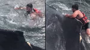 视频显示渔夫救援驼背鲸被困在渔网中