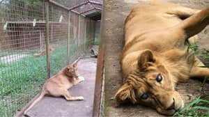 在菲律宾动物园的小笼子里发现了“显然”的盲人母狮