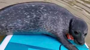 一段罕见的视频显示，好奇的海豹与划桨滑板者搭车