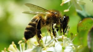 在去年可怕的夏季森林大火之后，蜜蜂数量正在慢慢恢复