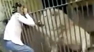 在喂养时间期间，Zookeeper被狮子袭击了游客前面