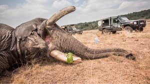 兽医在“长矛越过人类土地”之后拯救了大象