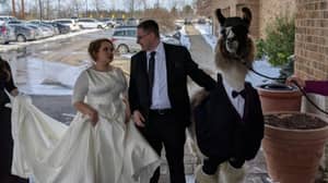 盖伊履行将骆驼带到姐姐的婚礼的承诺