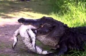 注意:巨大的短吻鳄会吃掉较小的短吻鳄，因为他可以