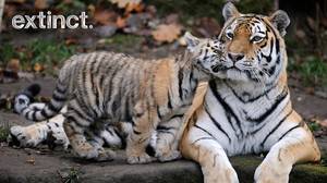 尼泊尔在九年内将其虎种群加倍，以保护濒临灭绝的大猫