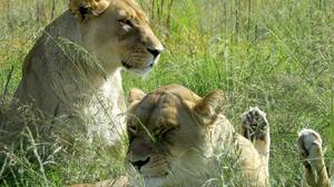 南非大型猫科偷猎者被狮子杀死并吃掉