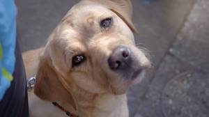 Netflix下降仔细的小狗训练后的心灵纪录片是指导狗