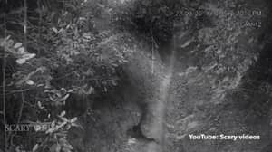 视频显示鬼魂攻击年轻男孩在森林里