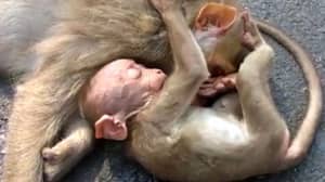 在悲剧视频中，悲伤的婴儿猴子在母亲的身体上哭泣