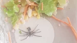 妈妈斑点巨型蜘蛛潜伏在女儿半吃沙拉的底部