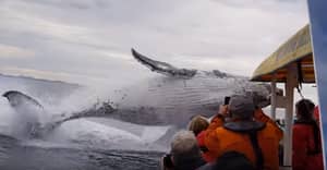 驼背鲸绕船突破，吹鲸观察者令人难以置信的镜头