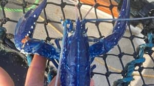 渔民在康沃尔海岸捕获了百万分之二的蓝龙虾