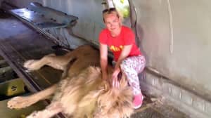 在野生动物园访问期间狮子残酷的斗牛妇女拍摄时的自拍照