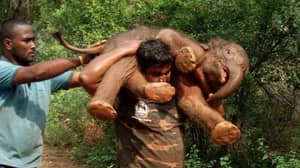 一名印度森林后卫拯救了一头倒在沟里的婴儿大象