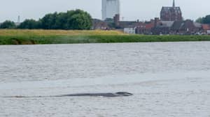 鲸鱼通过河伊恩河的河流游泳